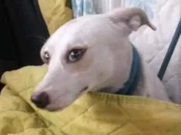 Cachorro ra a Srd idade 1 ano nome Mila