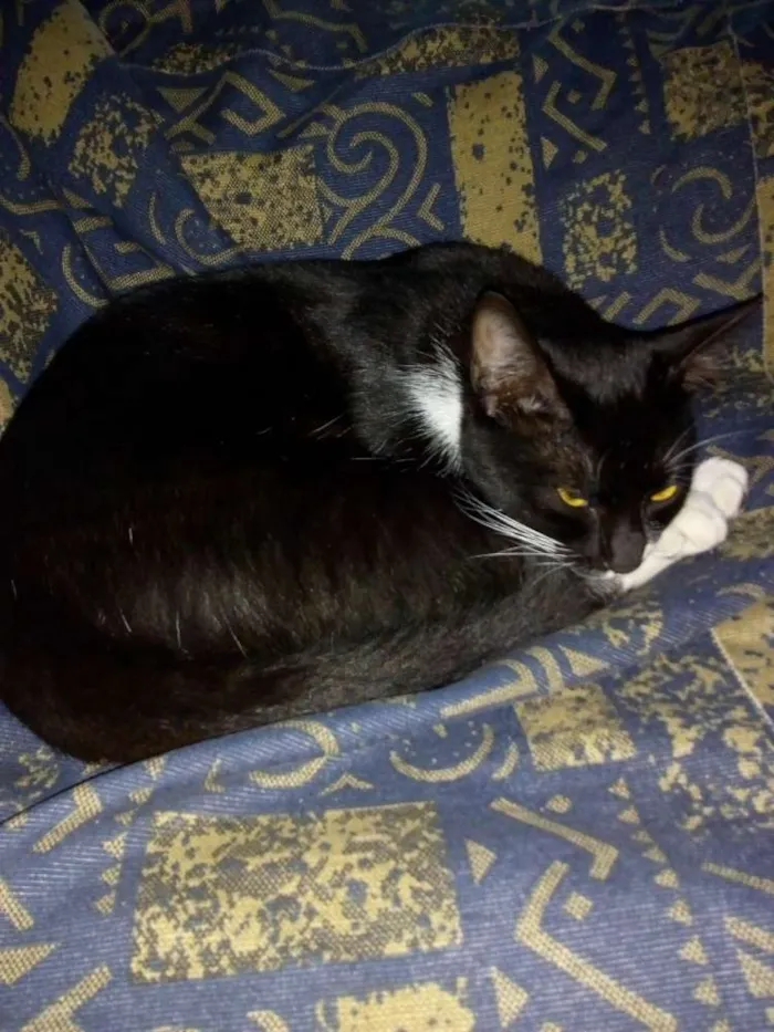 Gato raça  idade 1 ano nome Lary