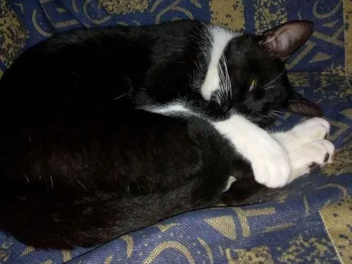 Gato raça  idade 1 ano nome Lary