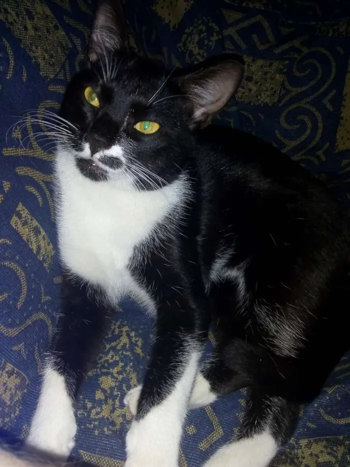 Gato raça  idade 1 ano nome Lary