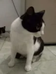 Menina