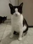 Menina