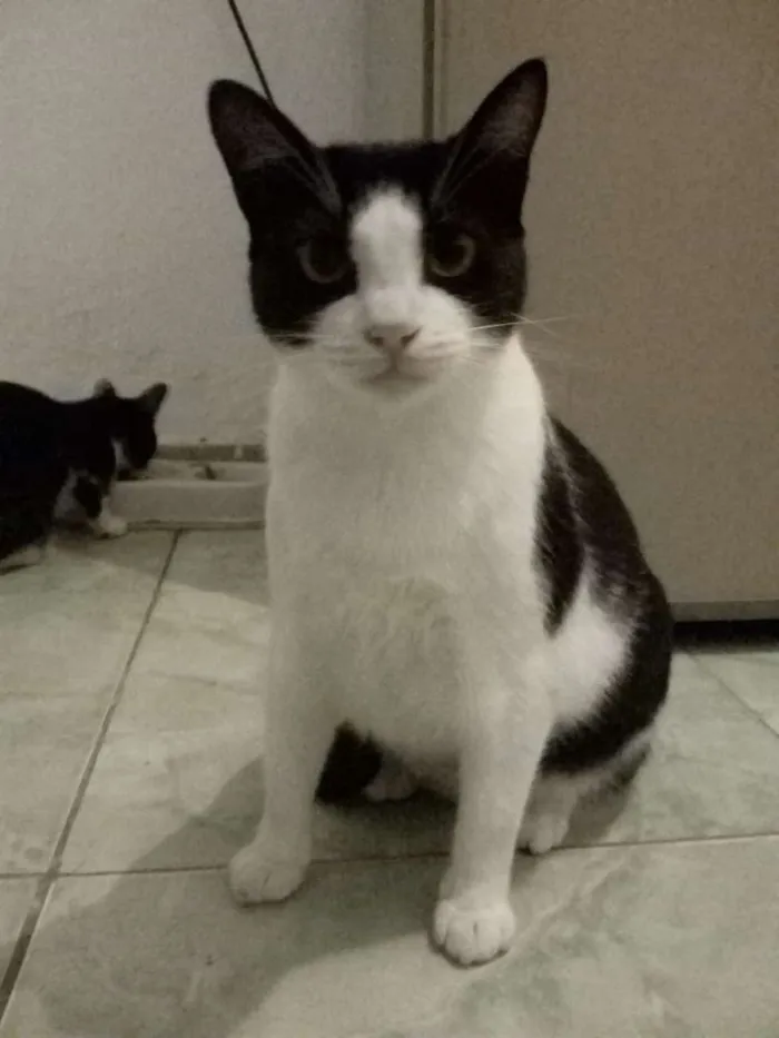Gato raça  idade  nome Menina