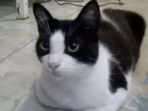 Gato raça  idade  nome Menina