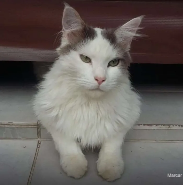 Gato ra a Maneicoon idade 2 anos nome Miquê GRATIFICA