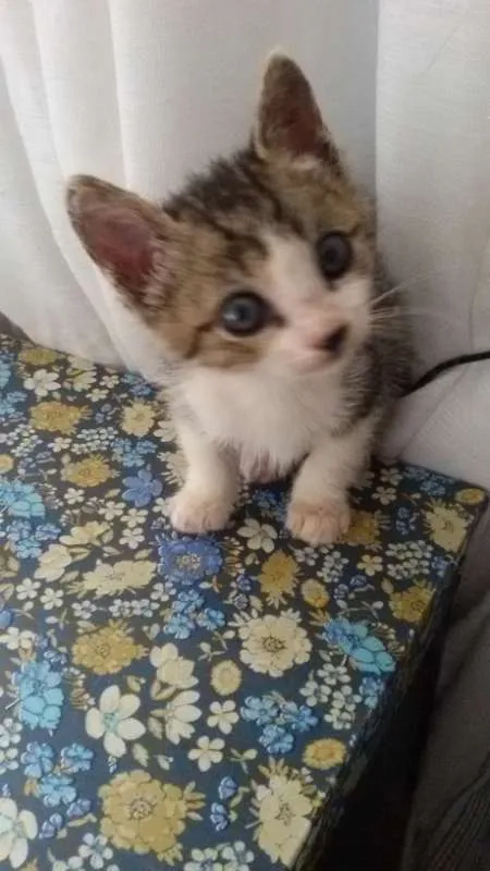 Gato ra a SRD idade Abaixo de 2 meses nome sem nome