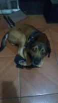 Soneca