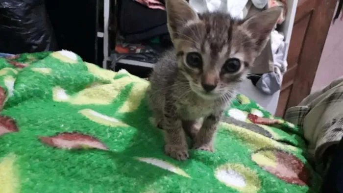 Gato raça Indefinida idade Abaixo de 2 meses nome Sem nome