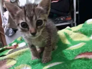 Gato raça Indefinida idade Abaixo de 2 meses nome Sem nome