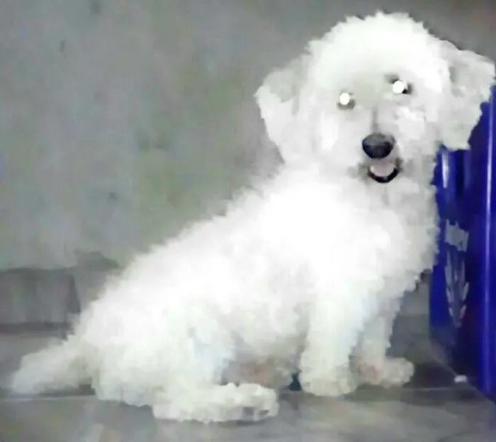 Cachorro ra a Poodle  idade 3 anos nome Nico 