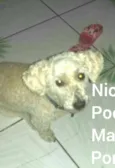 Nico 