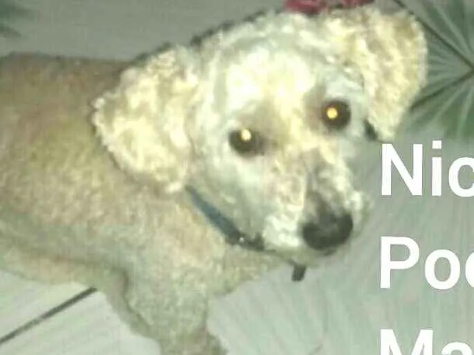 Cachorro ra a Poodle  idade 3 anos nome Nico 