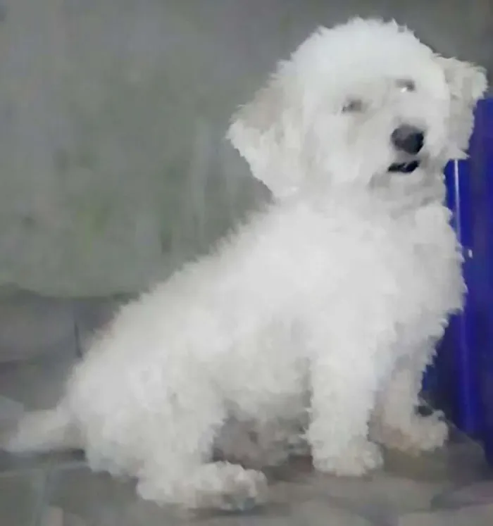 Cachorro ra a Poodle  idade 3 anos nome Nico 