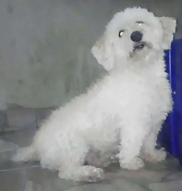 Cachorro ra a Poodle  idade 3 anos nome Nico 