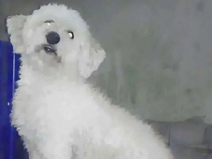 Cachorro ra a Poodle  idade 3 anos nome Nico 