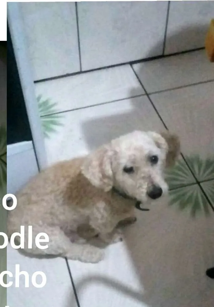 Cachorro ra a Poodle  idade 3 anos nome Nico 