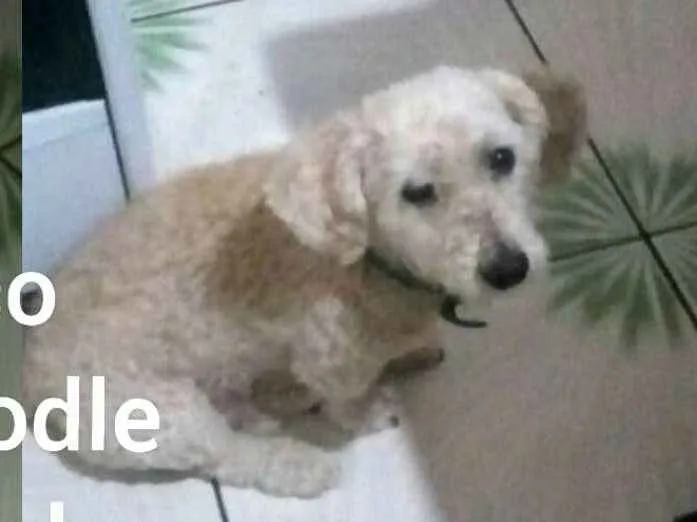 Cachorro ra a Poodle  idade 3 anos nome Nico 