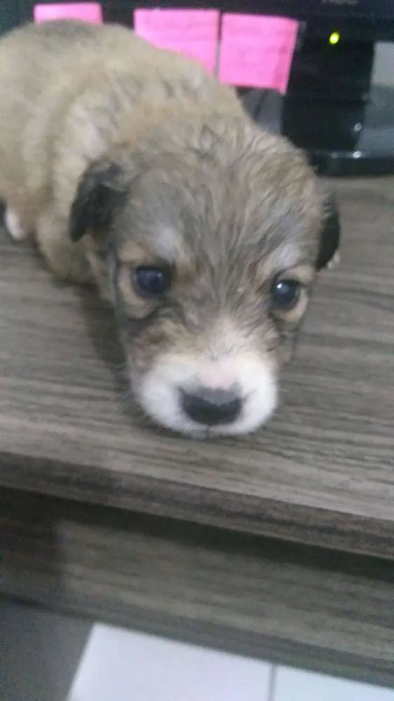 Cachorro ra a  idade Abaixo de 2 meses nome Não tem nome