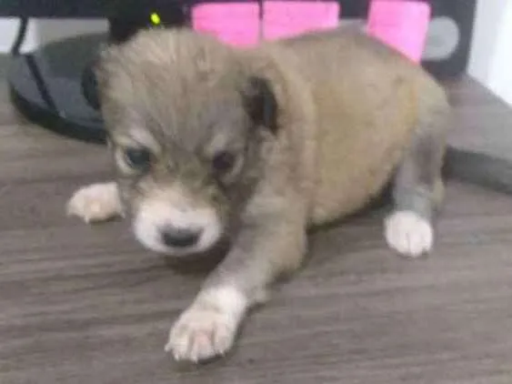 Cachorro ra a  idade Abaixo de 2 meses nome Não tem nome