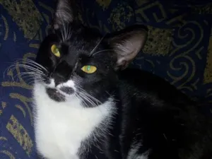 Gato raça  idade 1 ano nome Lary