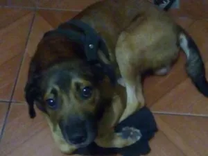 Cachorro raça Mestiço  idade 2 anos nome Soneca