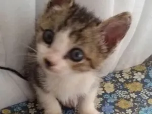 Gato raça SRD idade Abaixo de 2 meses nome sem nome