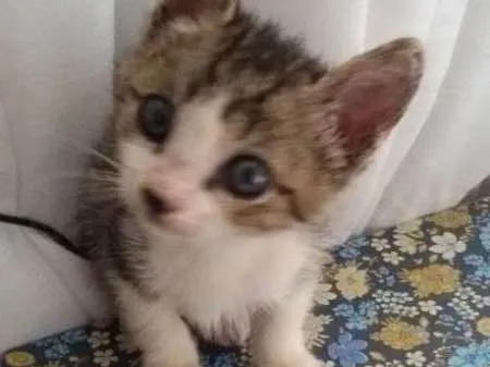 Gato ra a SRD idade Abaixo de 2 meses nome sem nome