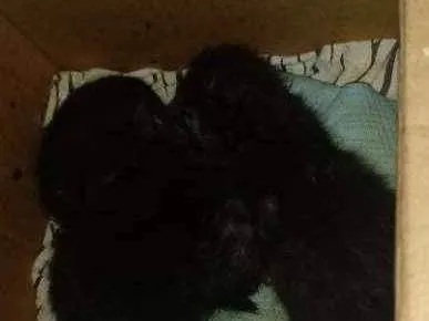 Gato ra a Peludos e pretinhos idade 2 a 6 meses nome Ainda nao tem nome