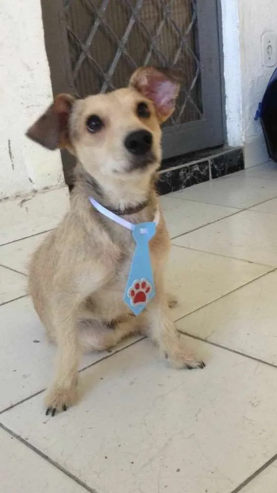 Cachorro ra a Mestiço idade 1 ano nome Mutley