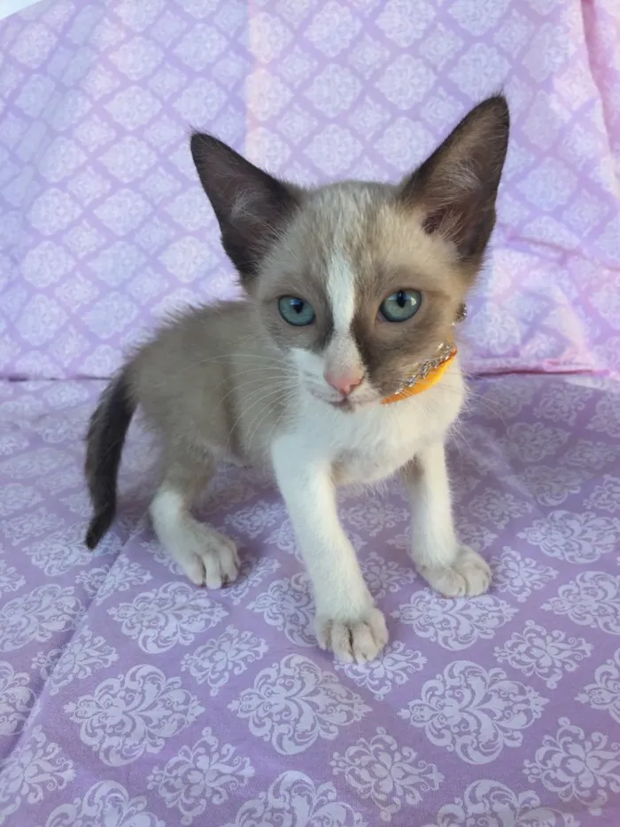 Gato ra a SRD idade Abaixo de 2 meses nome LISA 