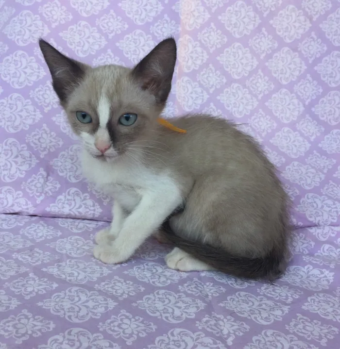 Gato ra a SRD idade Abaixo de 2 meses nome LISA 
