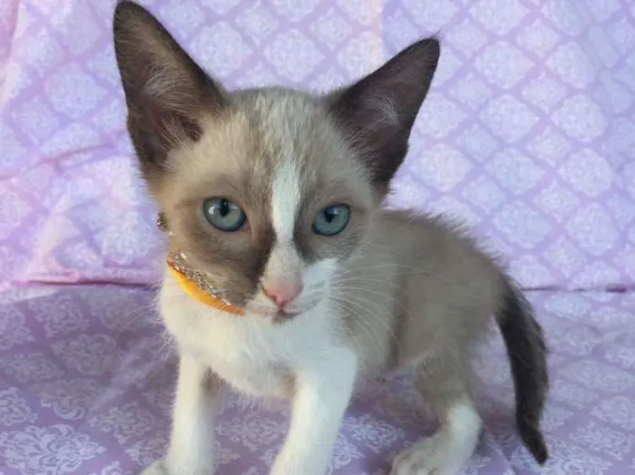 Gato ra a SRD idade Abaixo de 2 meses nome LISA 