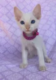 KIM 