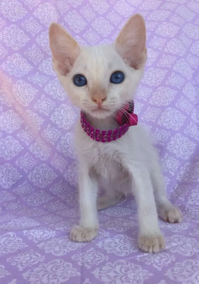 Gato ra a SRD idade Abaixo de 2 meses nome KIM 