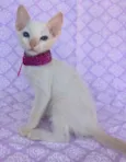 KIM