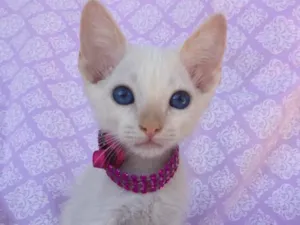 Gato raça SRD idade Abaixo de 2 meses nome KIM 