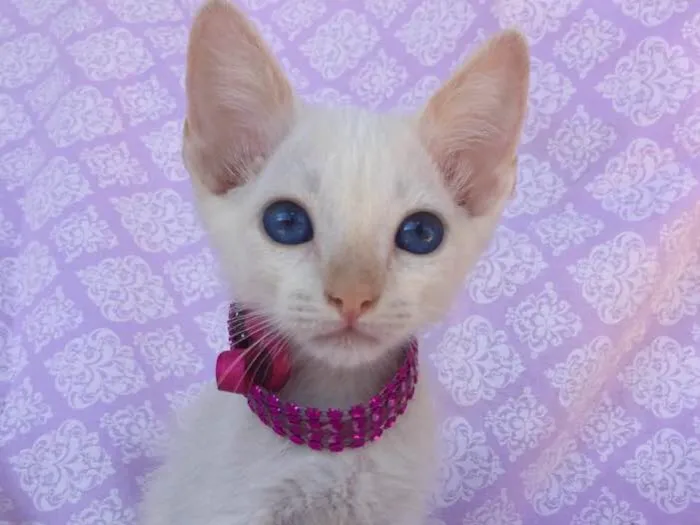 Gato ra a SRD idade Abaixo de 2 meses nome KIM 
