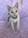 BELLA