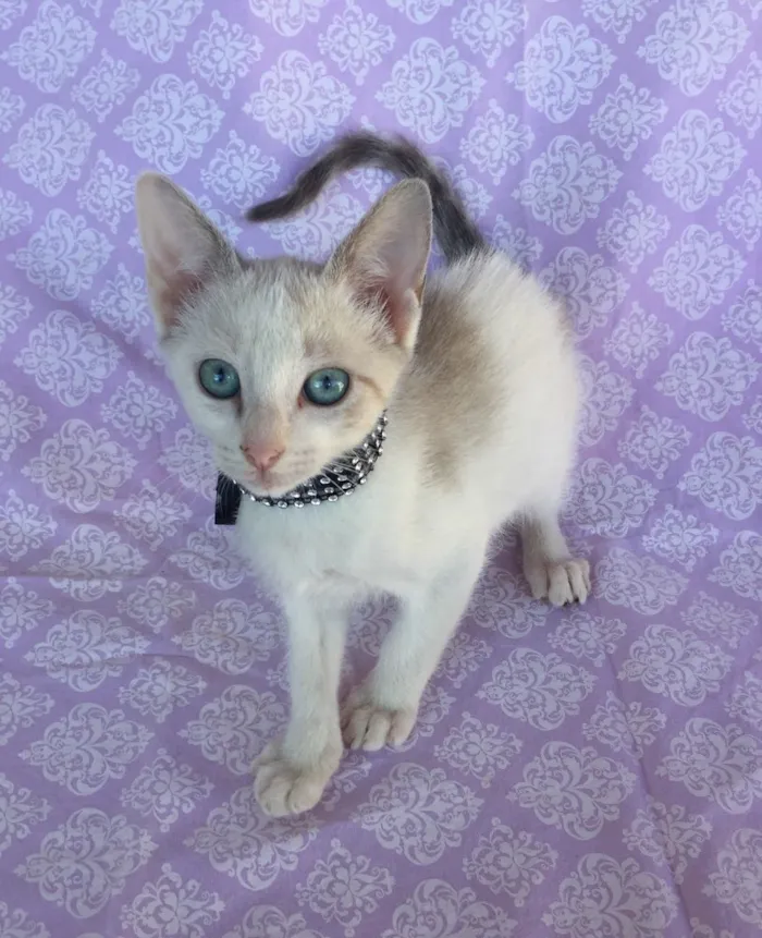 Gato ra a SRD idade Abaixo de 2 meses nome BELLA 