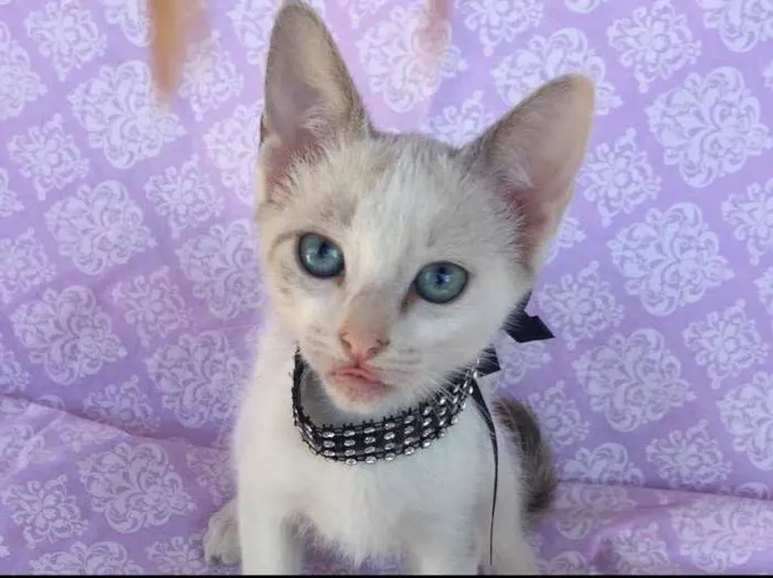 Gato ra a SRD idade Abaixo de 2 meses nome BELLA 