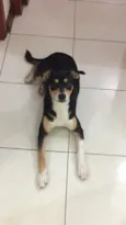 Sansão