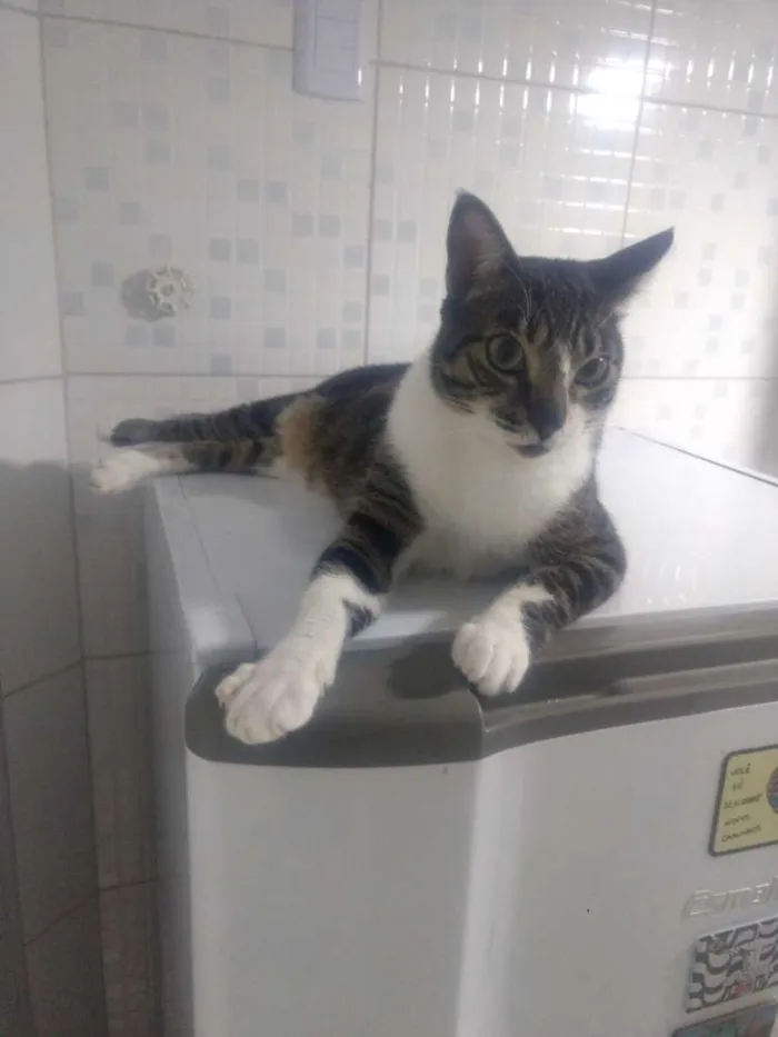 Gato raça SRD idade 4 anos nome Bebêzinho