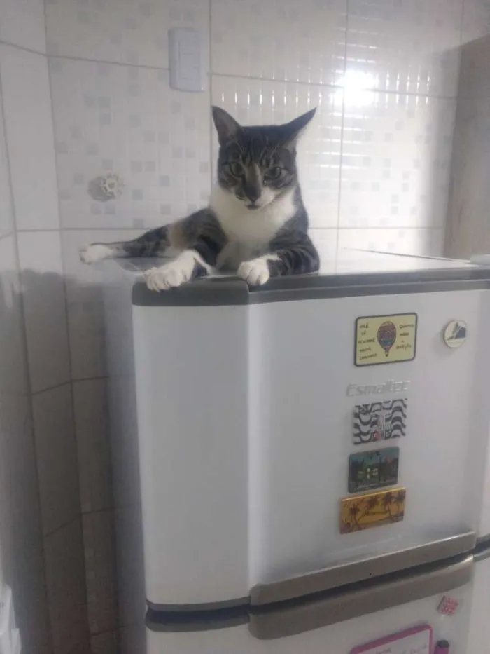 Gato raça SRD idade 4 anos nome Bebêzinho