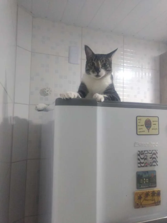 Gato raça SRD idade 4 anos nome Bebêzinho