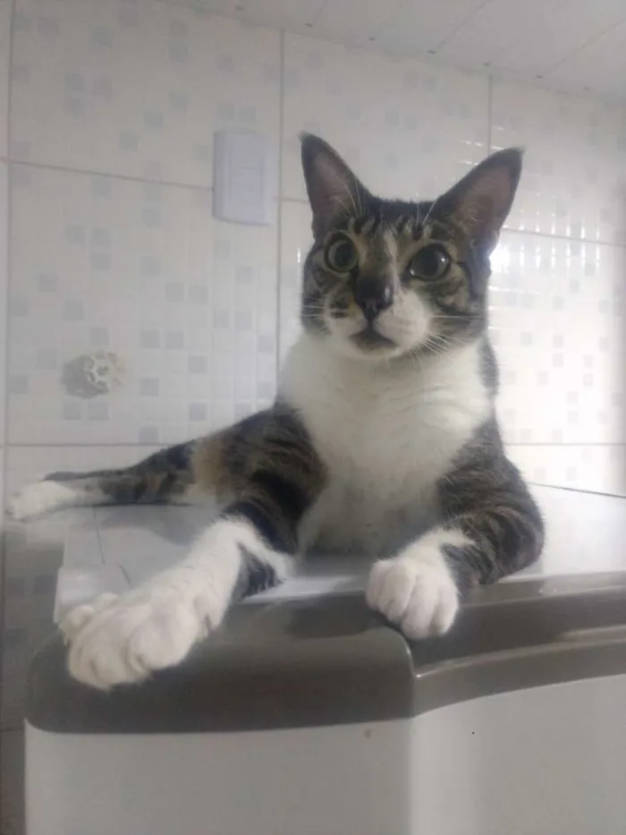 Gato raça SRD idade 4 anos nome Bebêzinho
