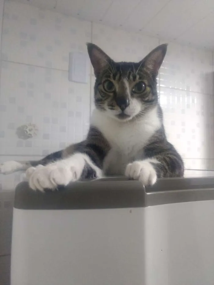 Gato raça SRD idade 4 anos nome Bebêzinho