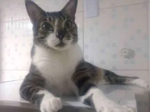 Gato raça SRD idade 4 anos nome Bebêzinho