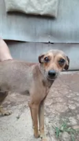 Menina