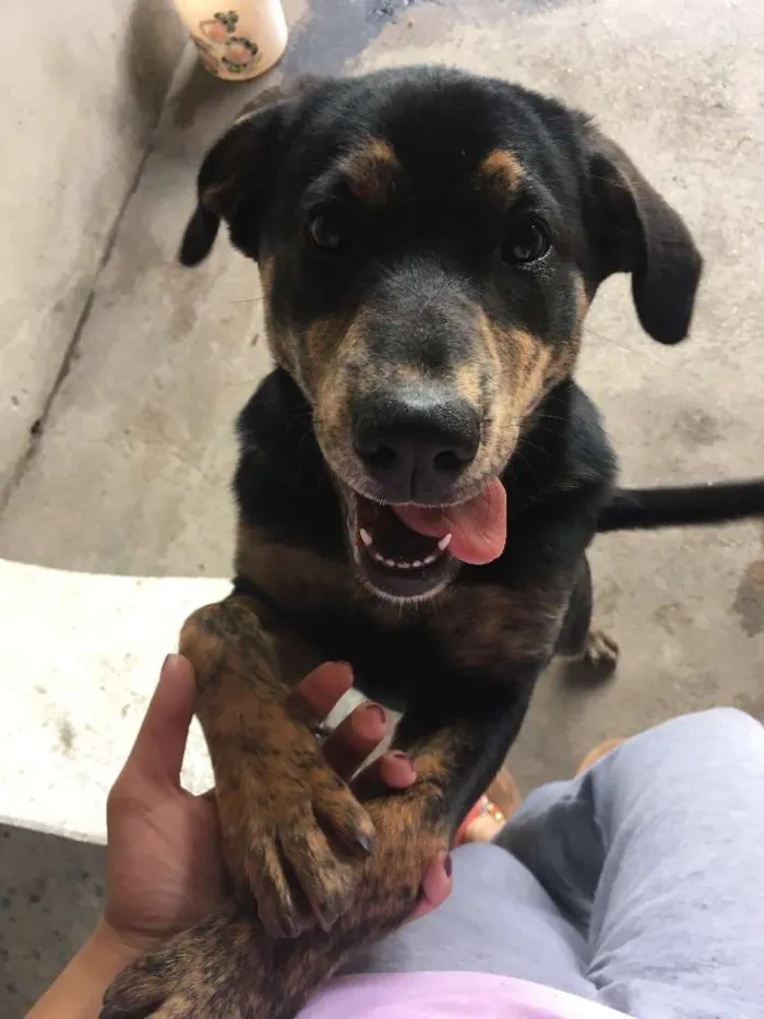 Cachorro ra a  idade 7 a 11 meses nome Moanna 