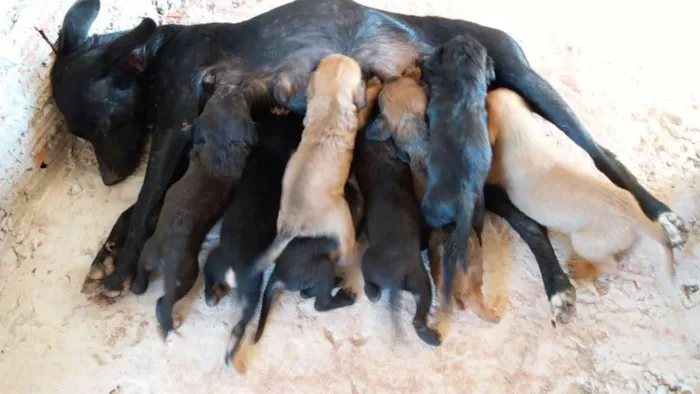 Cachorro ra a Viralatas idade Abaixo de 2 meses nome Não tem nome